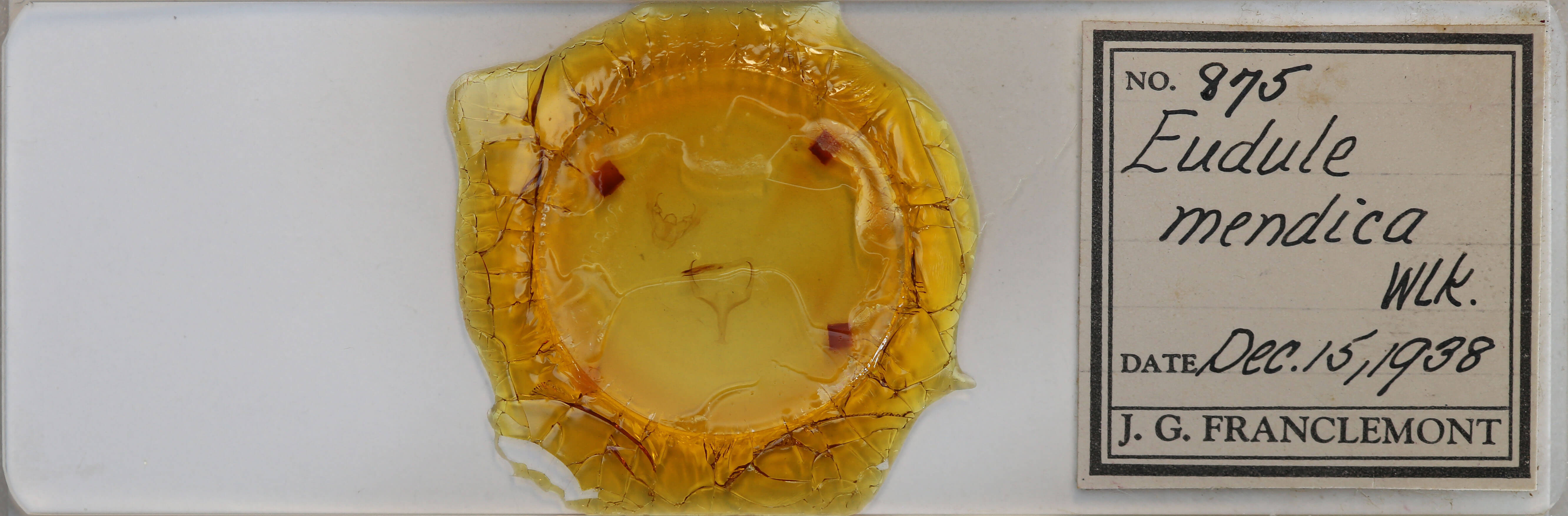 slide view of adult Eubaphe mendica