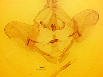 genitalia view of adult Lirimiris meridionalis
