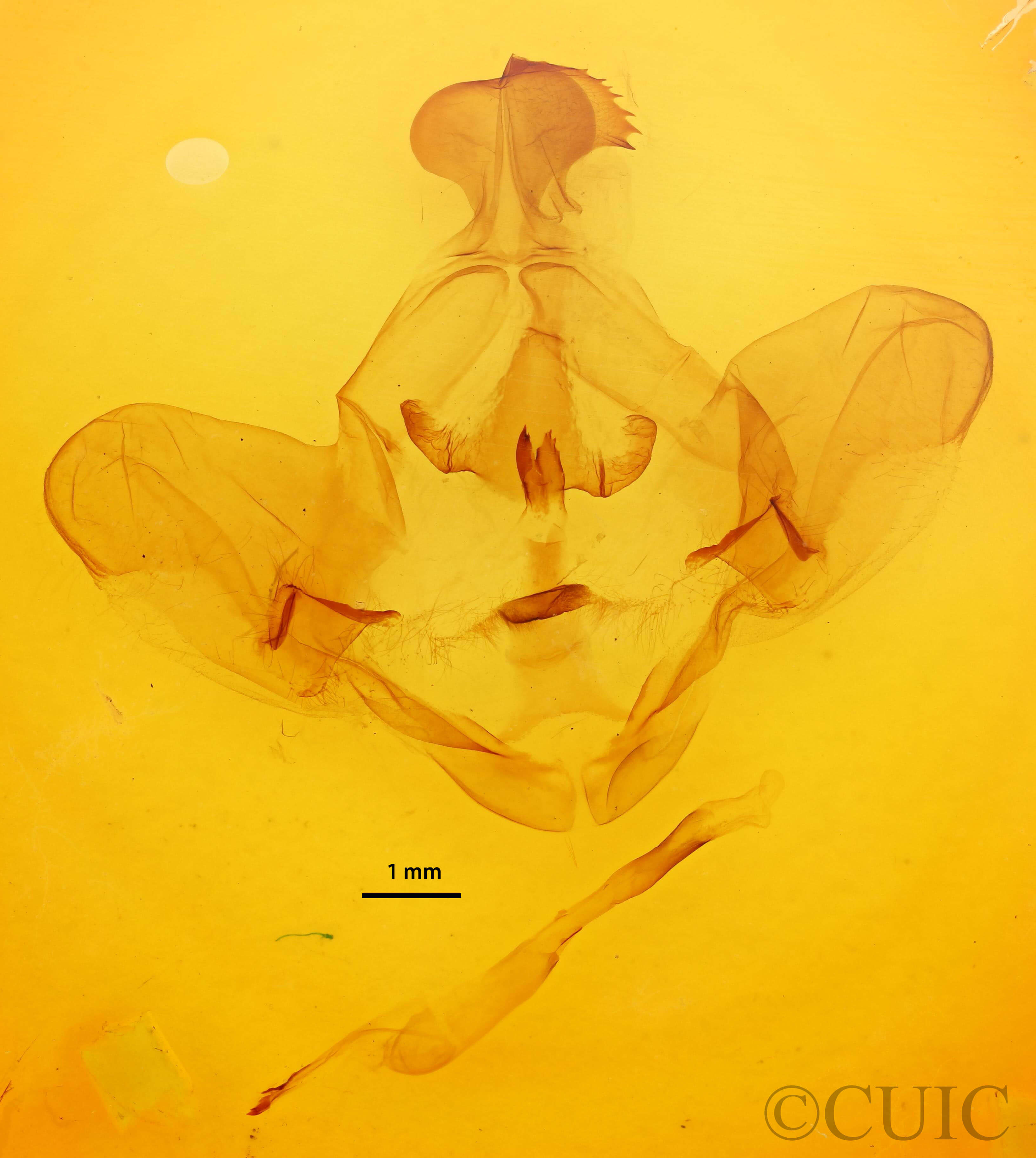 genitalia view of adult Lirimiris meridionalis