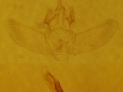 genitalia view of adult Eulithis diversilineata