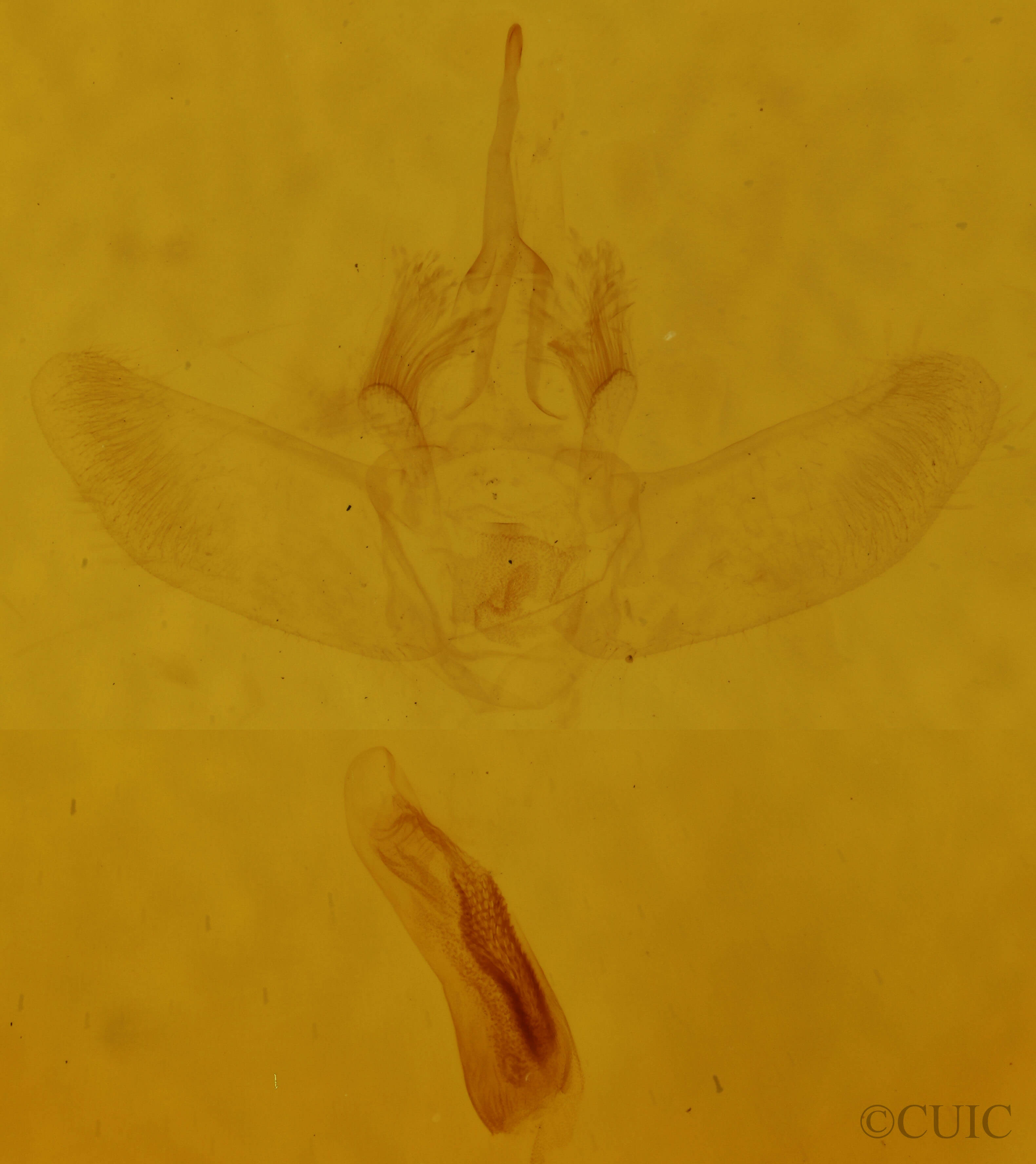genitalia view of adult Eulithis diversilineata