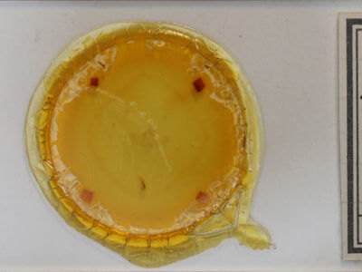 slide view of adult Eulithis diversilineata