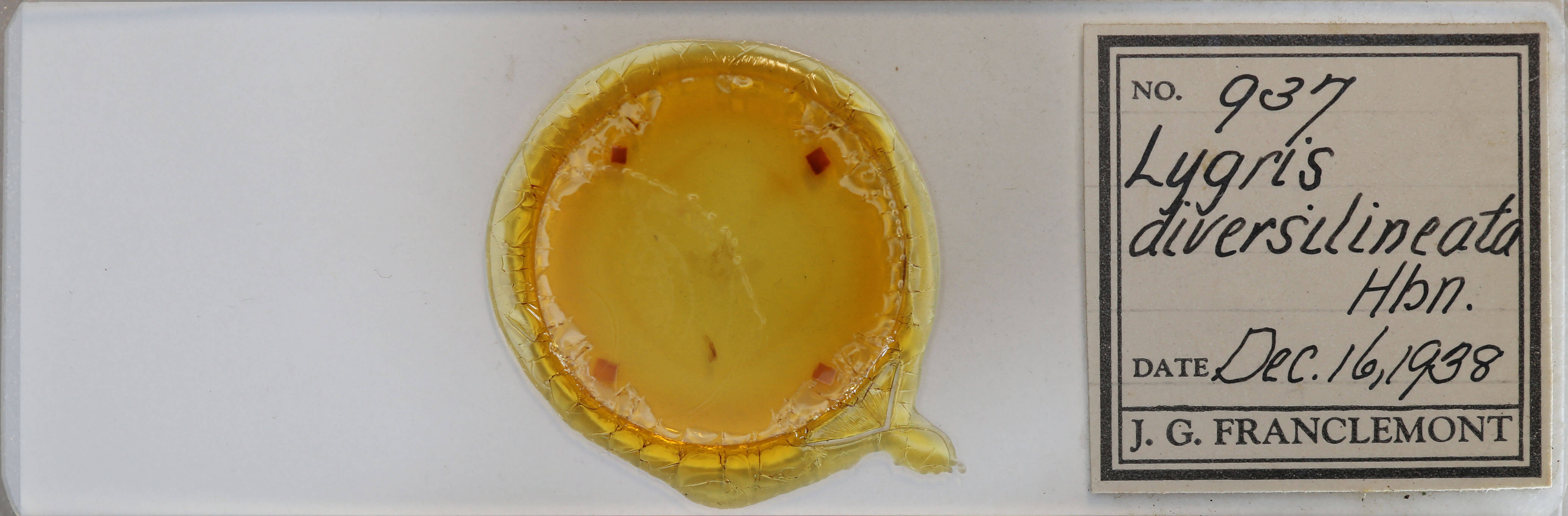 slide view of adult Eulithis diversilineata