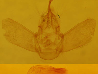 genitalia view of adult Eulithis gracilineata