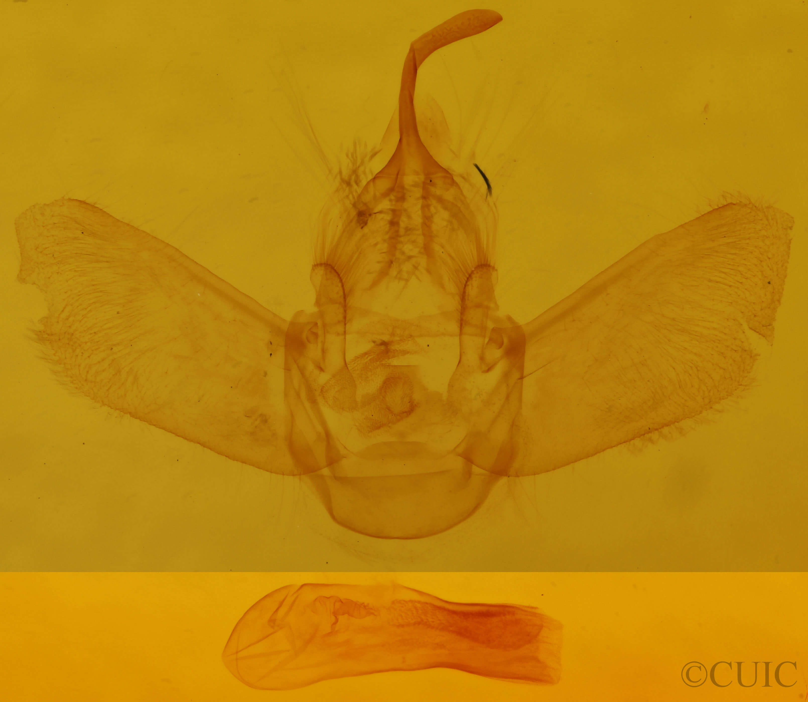 genitalia view of adult Eulithis gracilineata