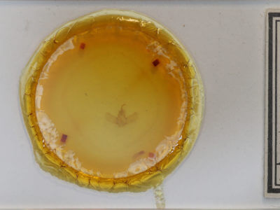 slide view of adult Eulithis gracilineata