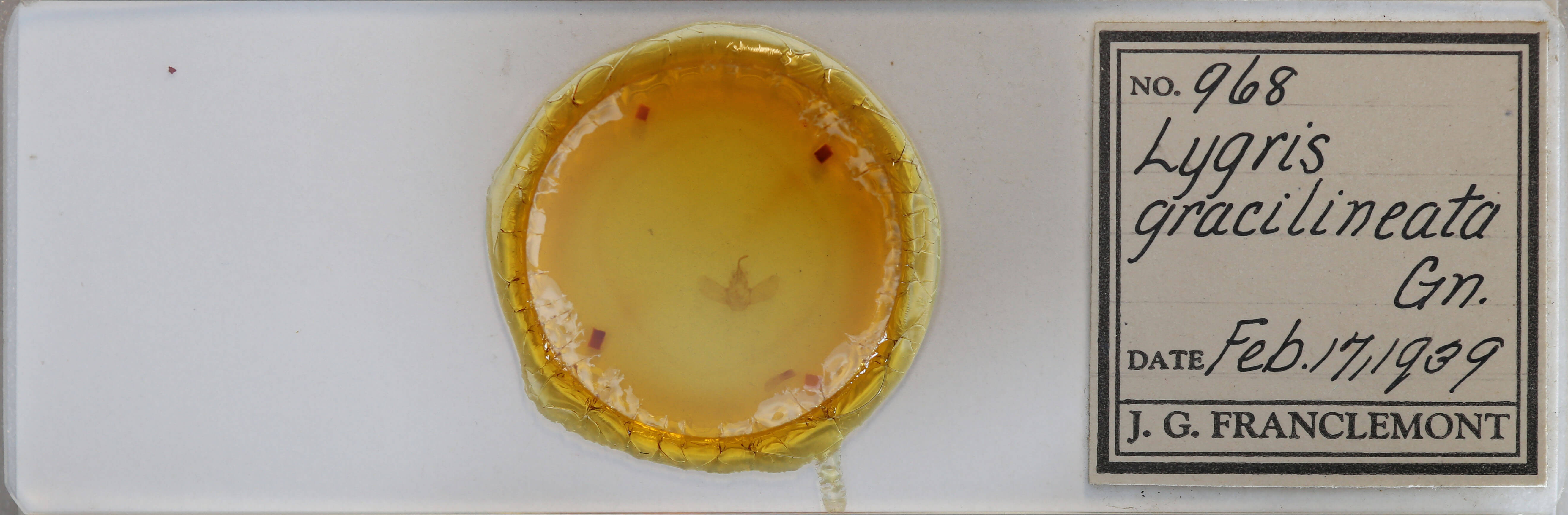 slide view of adult Eulithis gracilineata