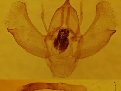 genitalia view of adult Eulithis propulsata