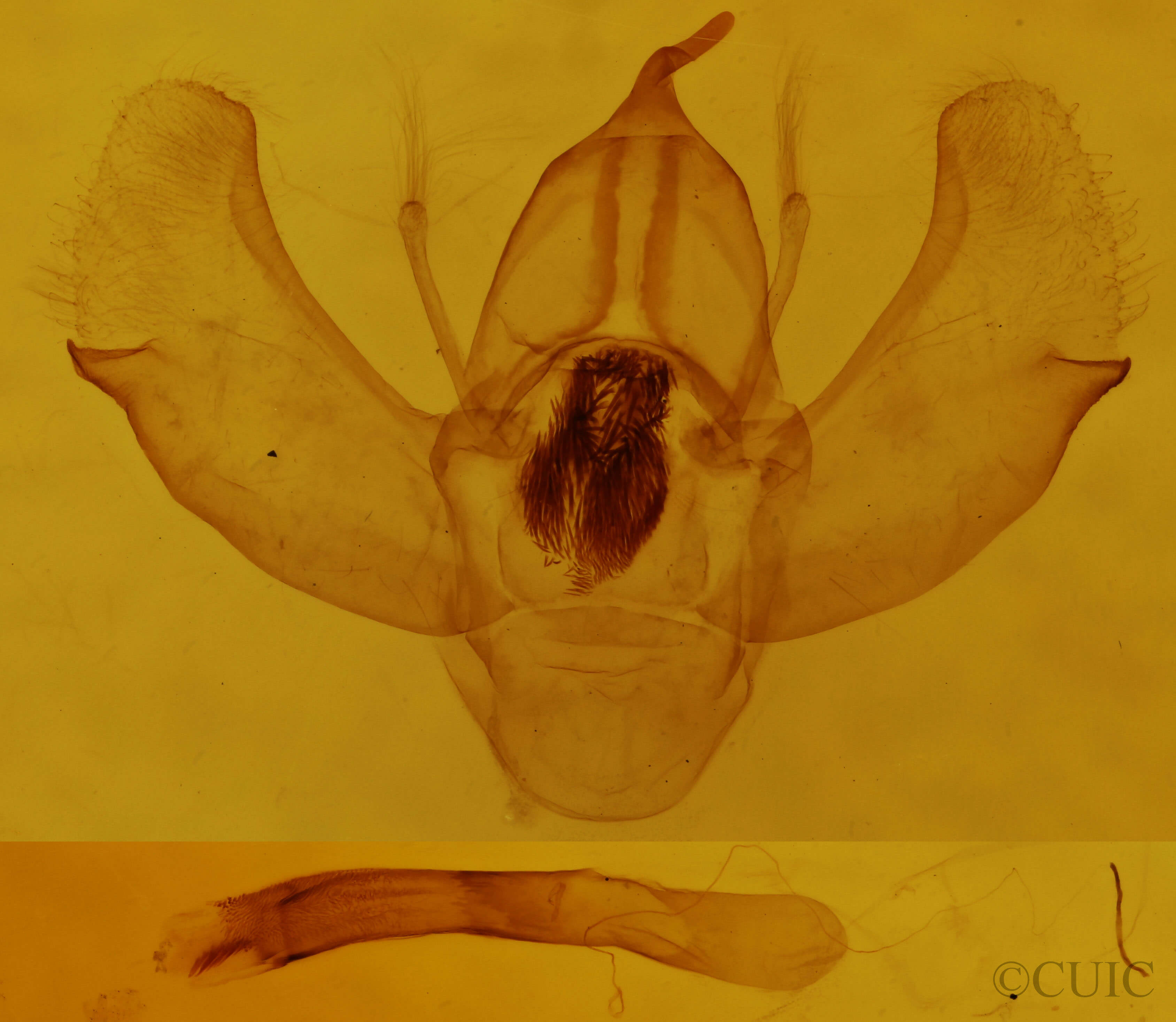 genitalia view of adult Eulithis propulsata