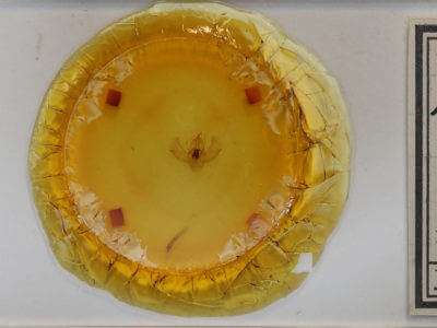 slide view of adult Eulithis propulsata