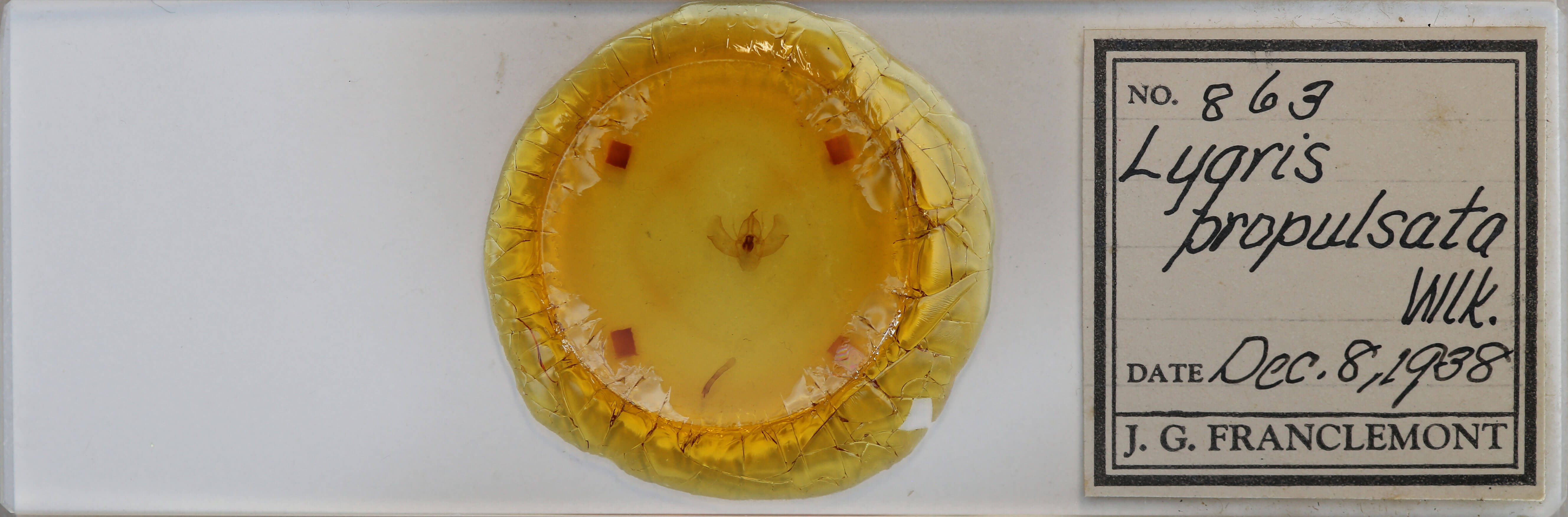 slide view of adult Eulithis propulsata