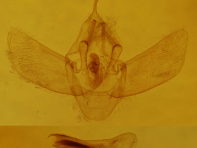 genitalia view of adult Eulithis testata
