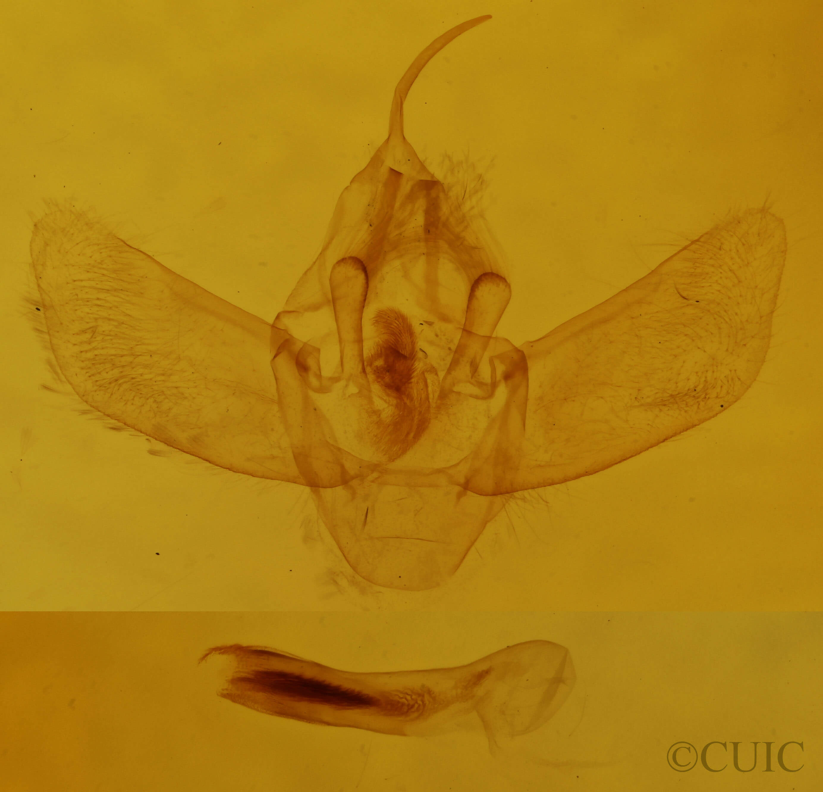 genitalia view of adult Eulithis testata