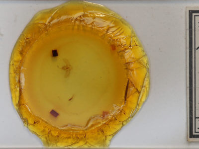 slide view of adult Eulithis testata