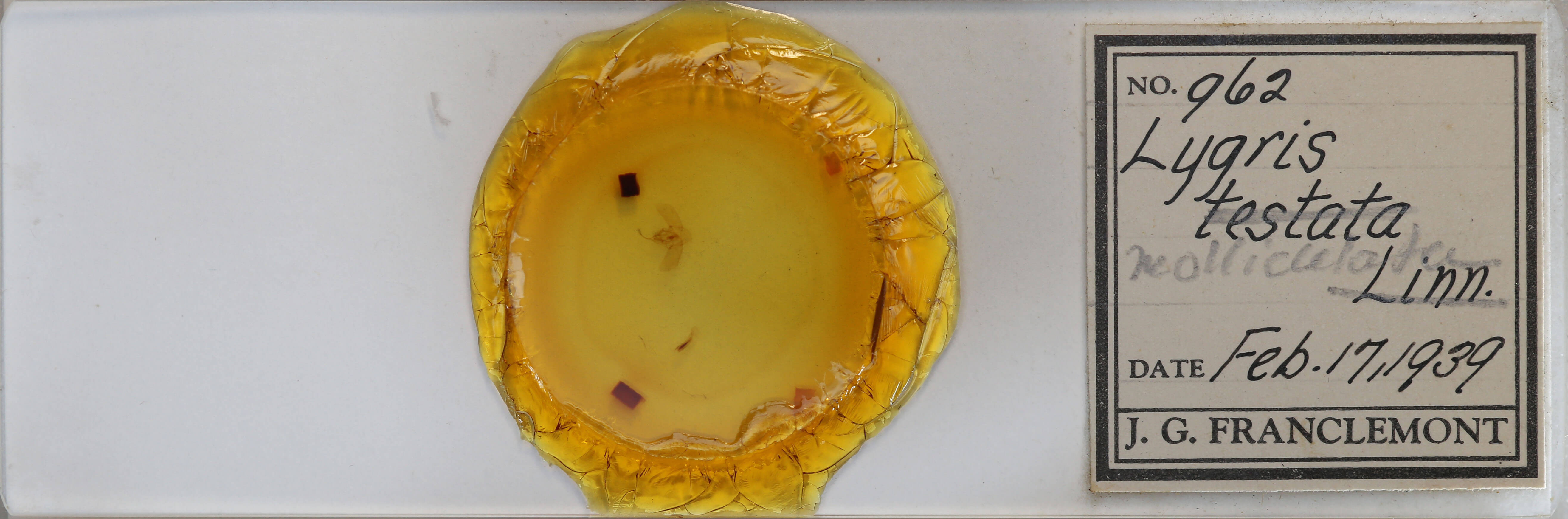 slide view of adult Eulithis testata