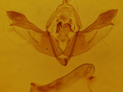 genitalia view of adult Polymixis lichenea