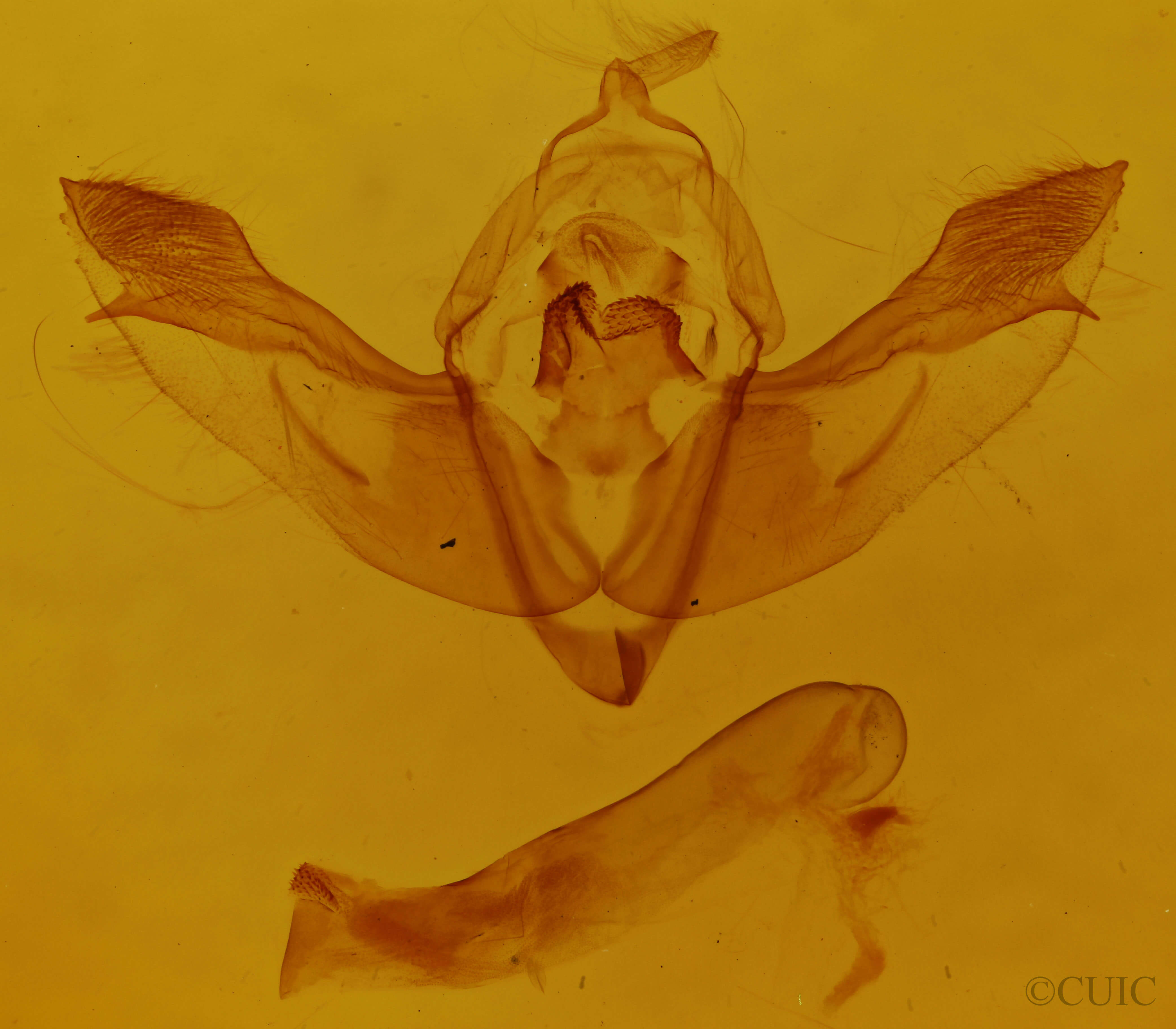 genitalia view of adult Polymixis lichenea