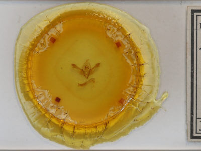 slide view of adult Polymixis lichenea