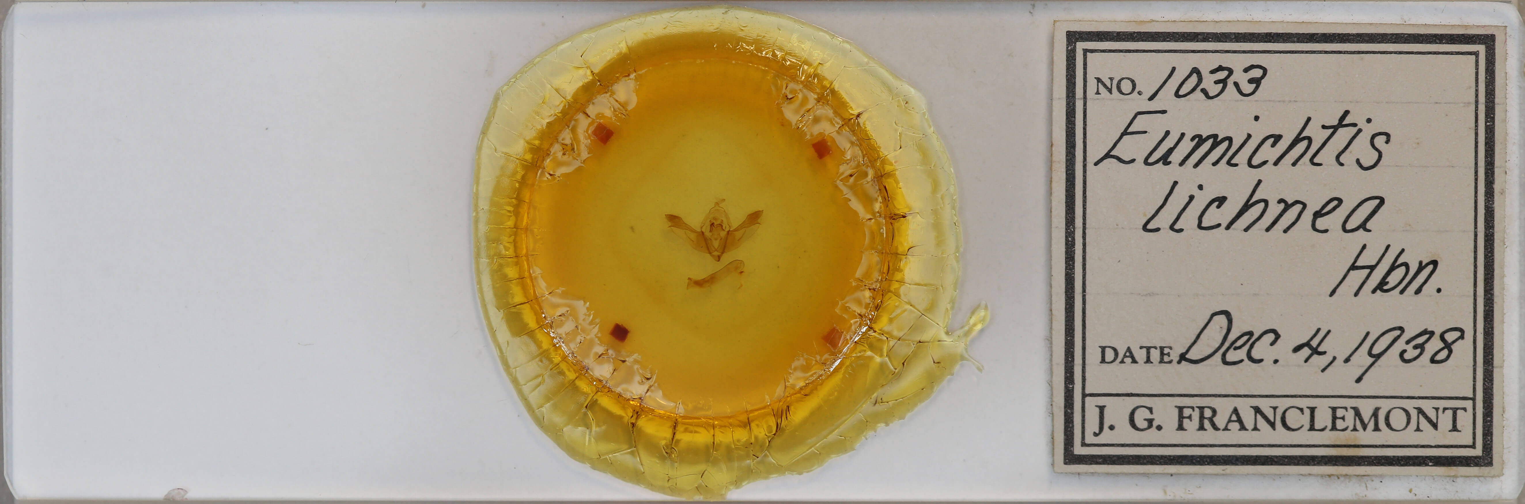 slide view of adult Polymixis lichenea