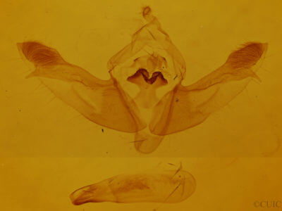 genitalia view of adult Polymixis lichenea