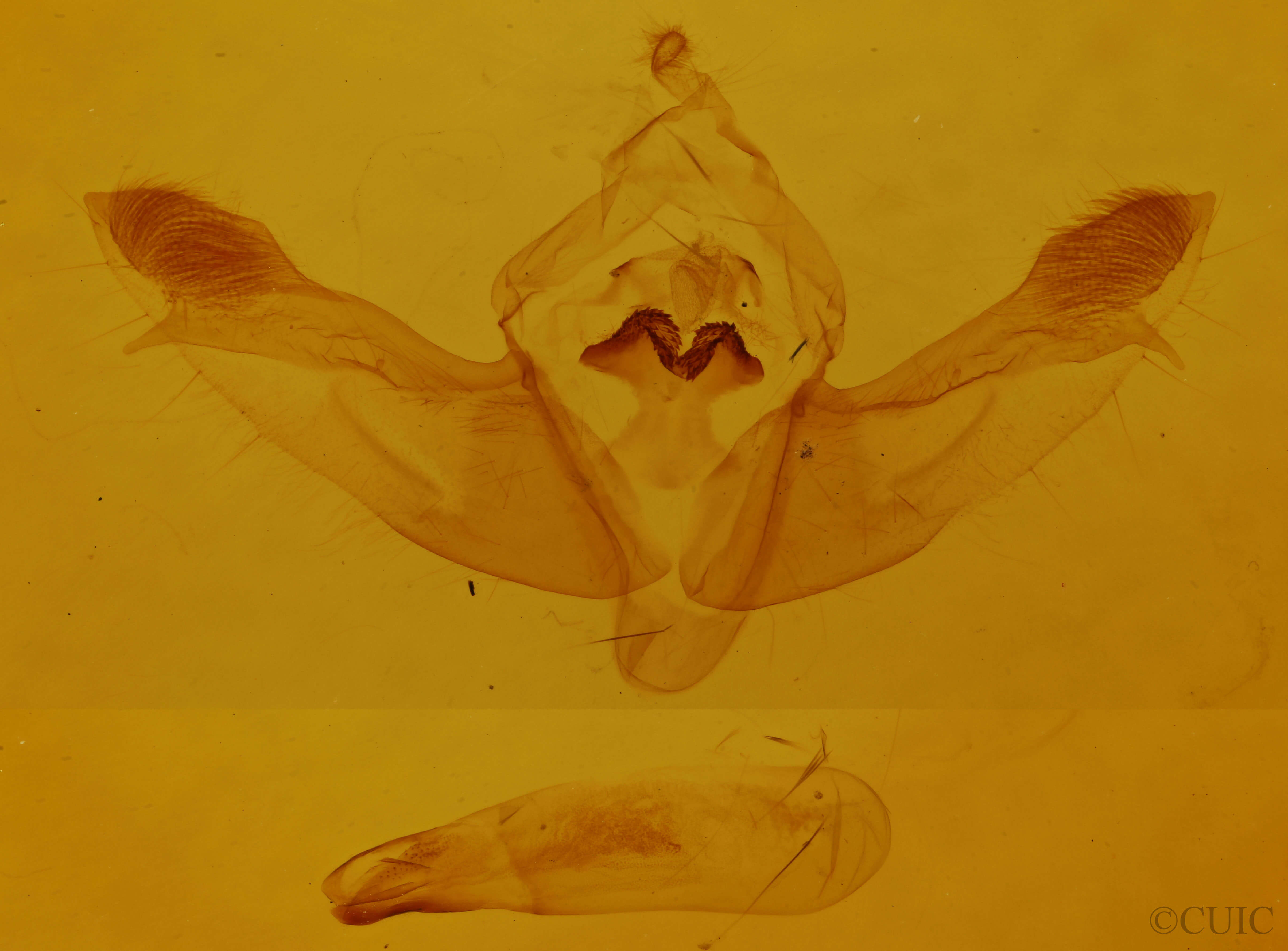 genitalia view of adult Polymixis lichenea