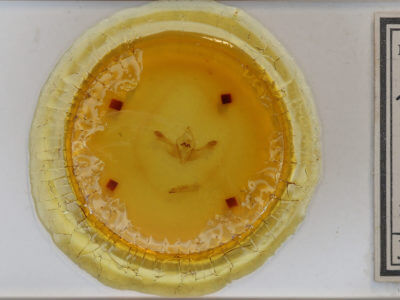 slide view of adult Polymixis lichenea