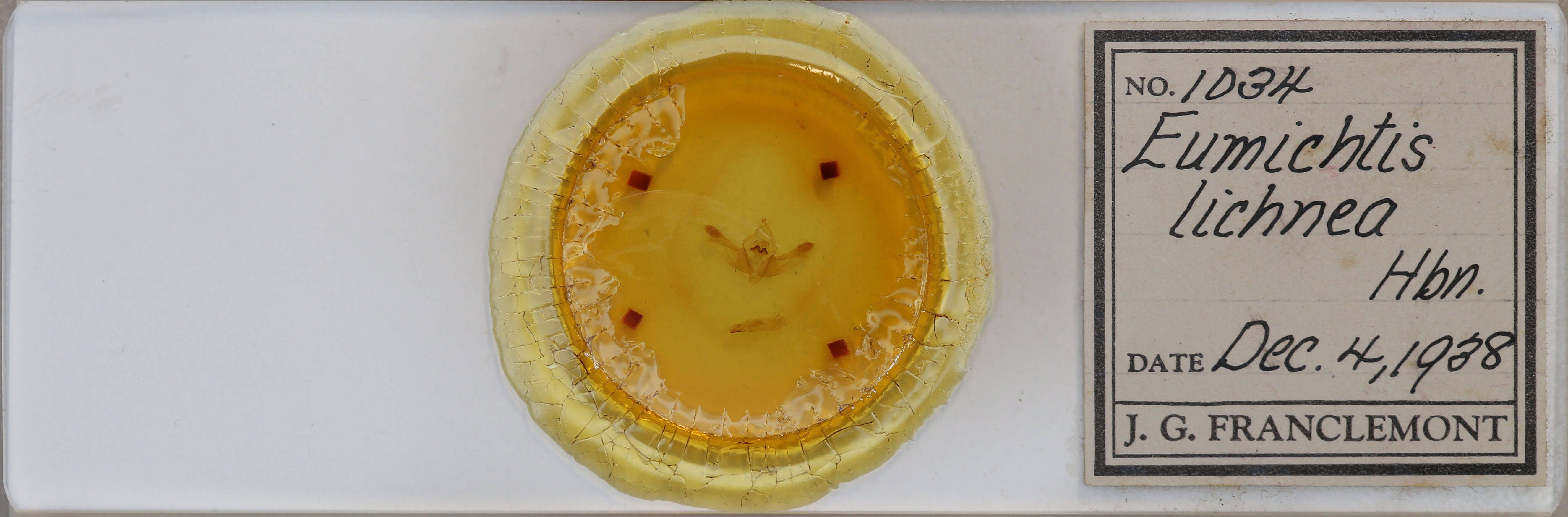 slide view of adult Polymixis lichenea