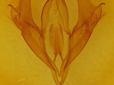 genitalia view of adult Euparthenos nubilis
