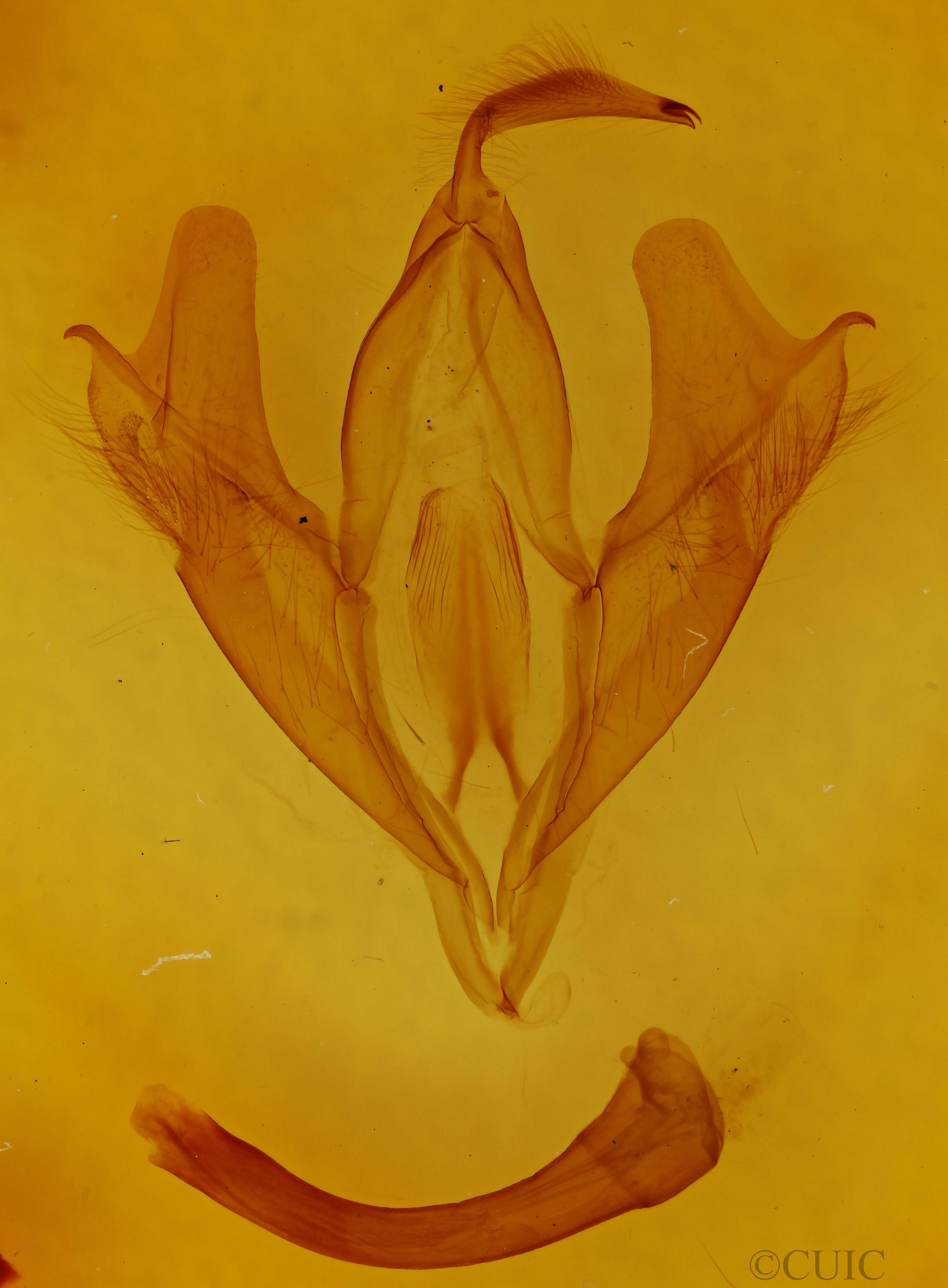 genitalia view of adult Euparthenos nubilis