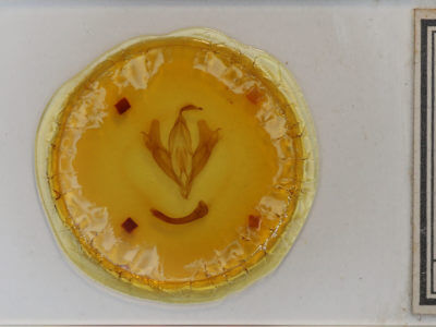 slide view of adult Euparthenos nubilis