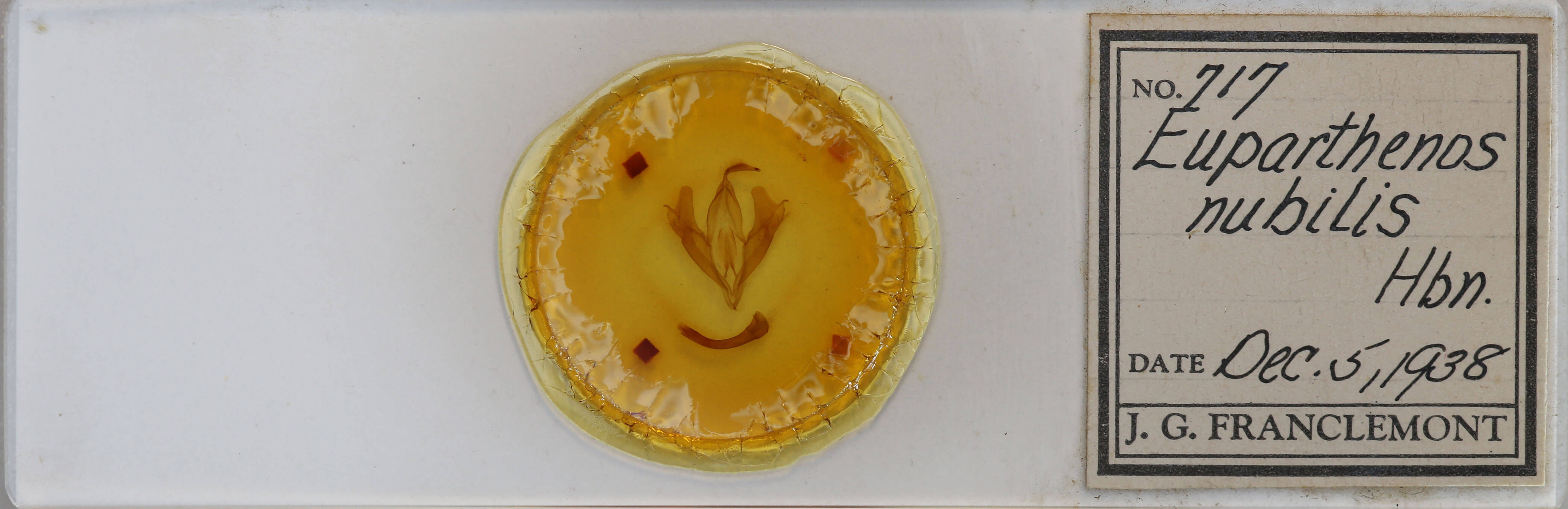 slide view of adult Euparthenos nubilis