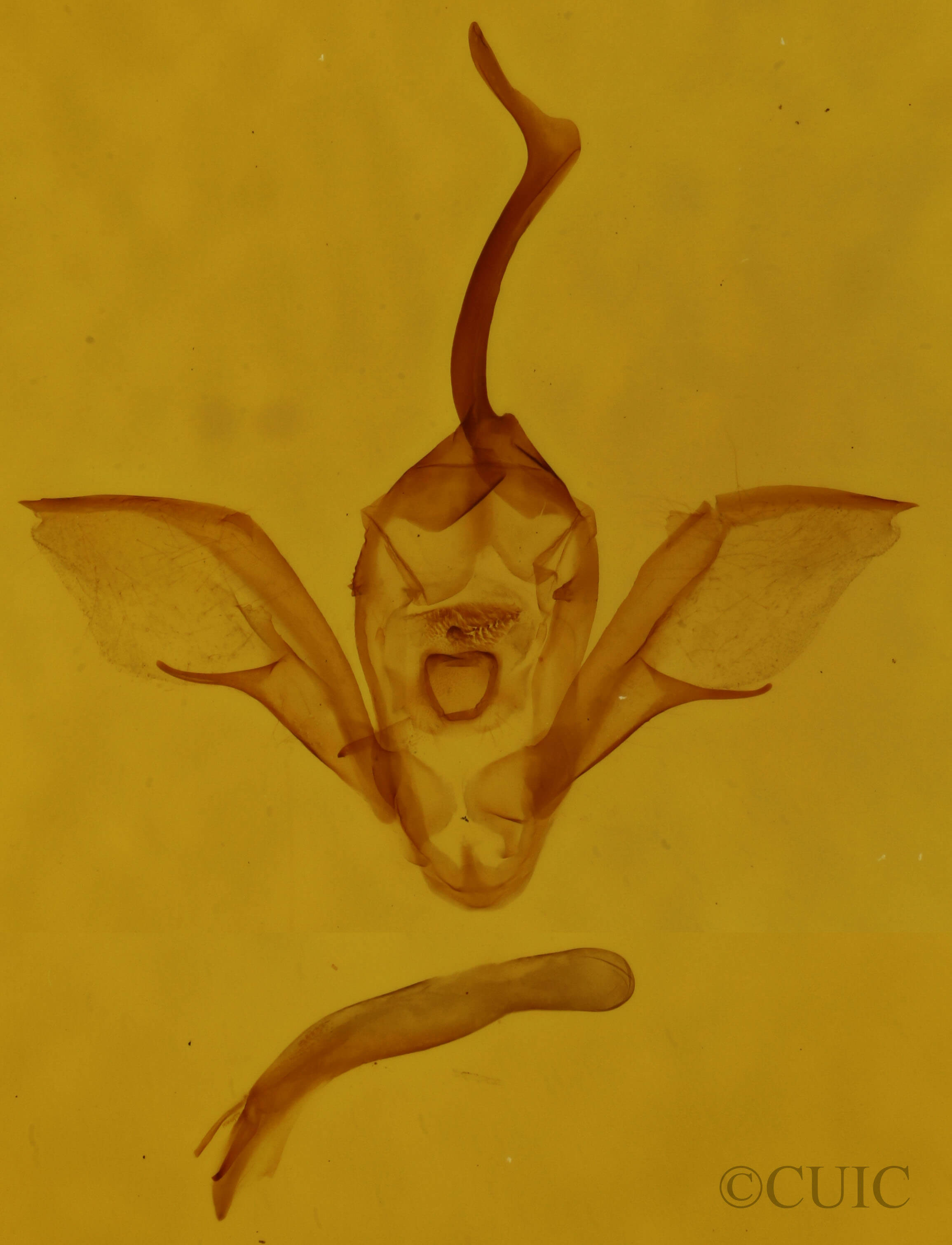 genitalia view of adult Costaconvexa centrostrigaria