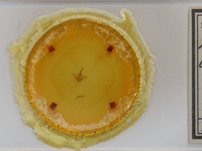 slide view of adult Costaconvexa centrostrigaria