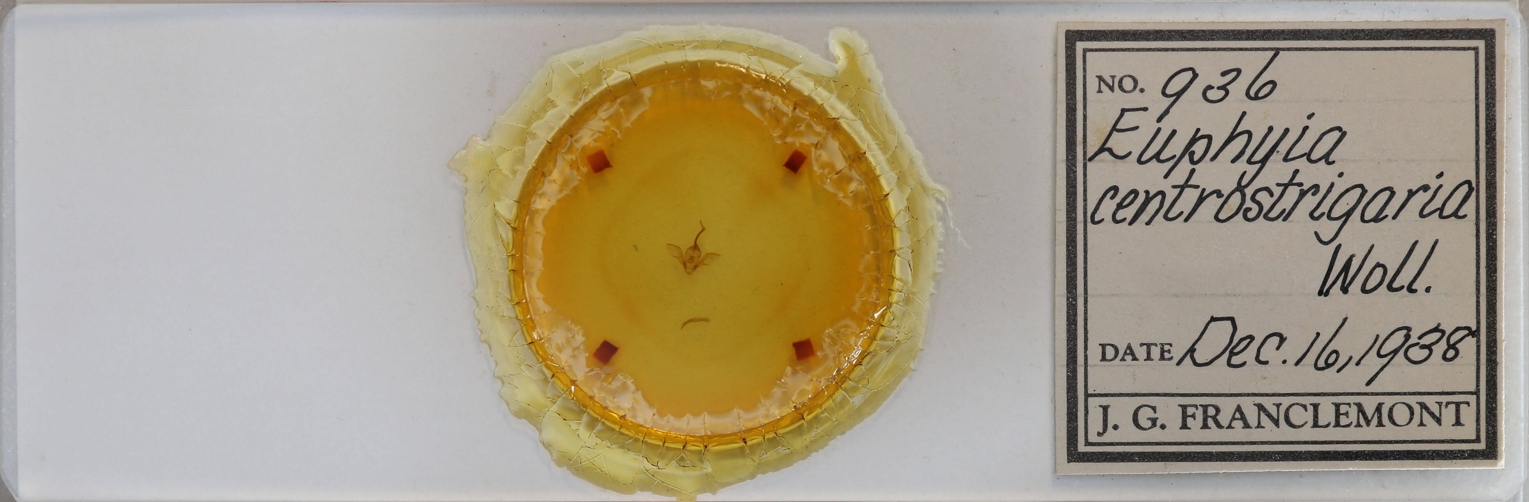 slide view of adult Costaconvexa centrostrigaria