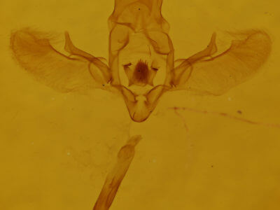 genitalia view of adult Euphyia intermediata