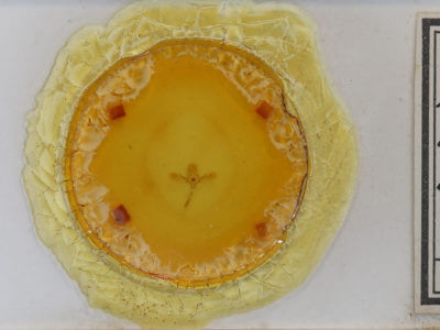 slide view of adult Euphyia intermediata