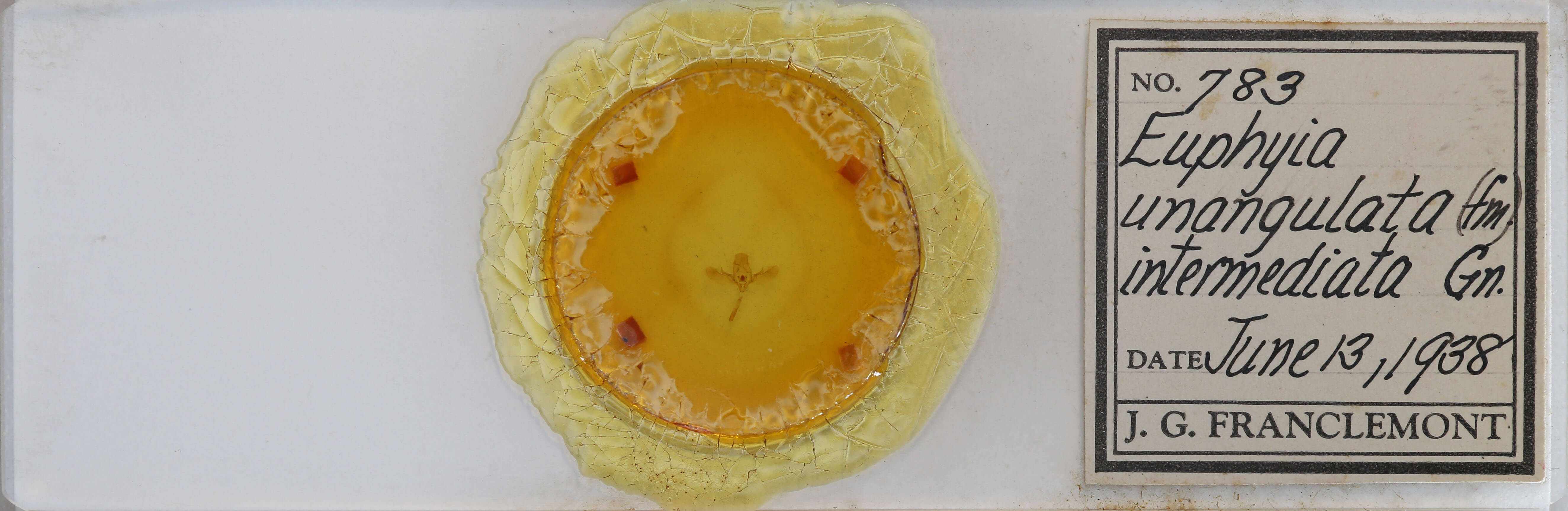 slide view of adult Euphyia intermediata