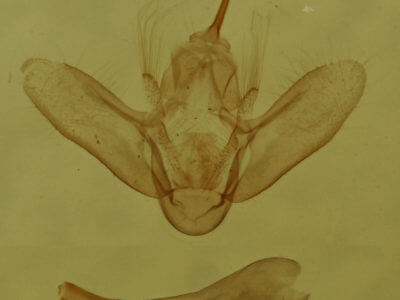 genitalia view of adult Anticlea multiferata