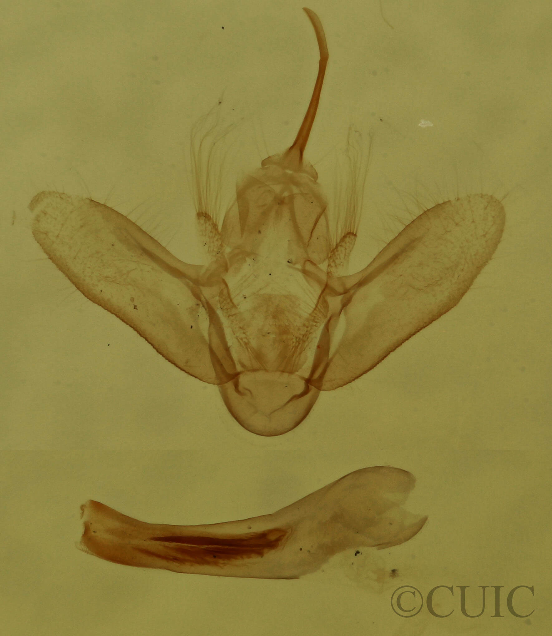 genitalia view of adult Anticlea multiferata