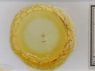 slide view of adult Anticlea multiferata