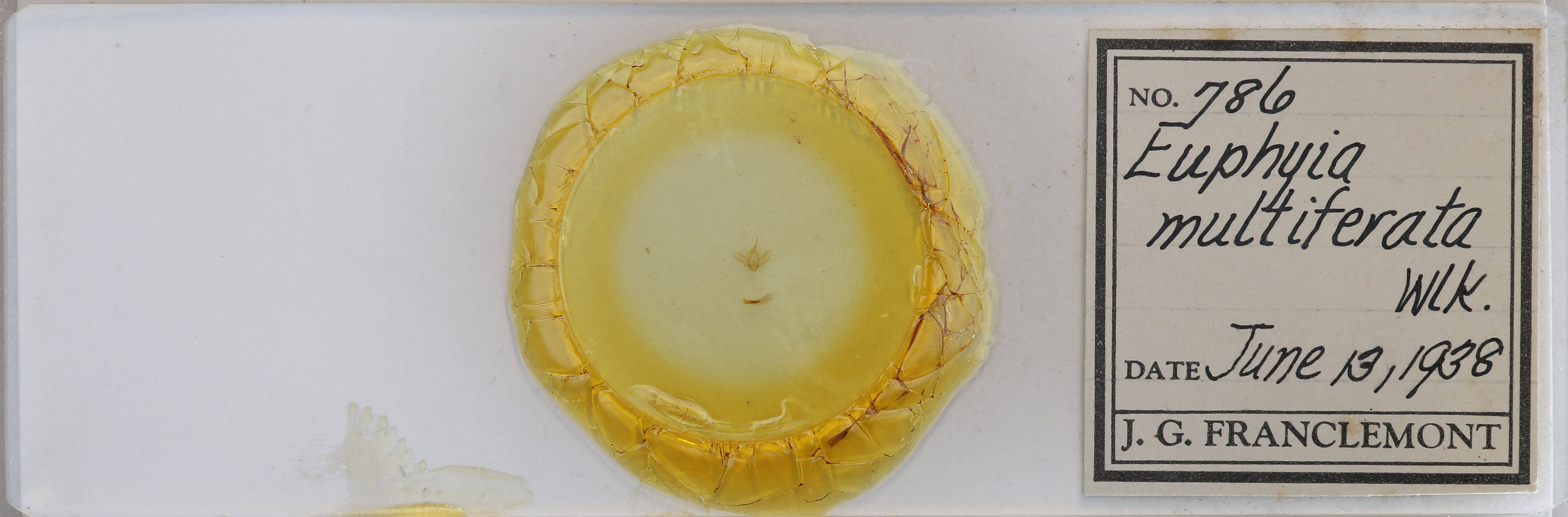 slide view of adult Anticlea multiferata