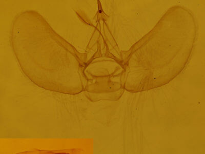 genitalia view of adult Eupithecia cimicifugata
