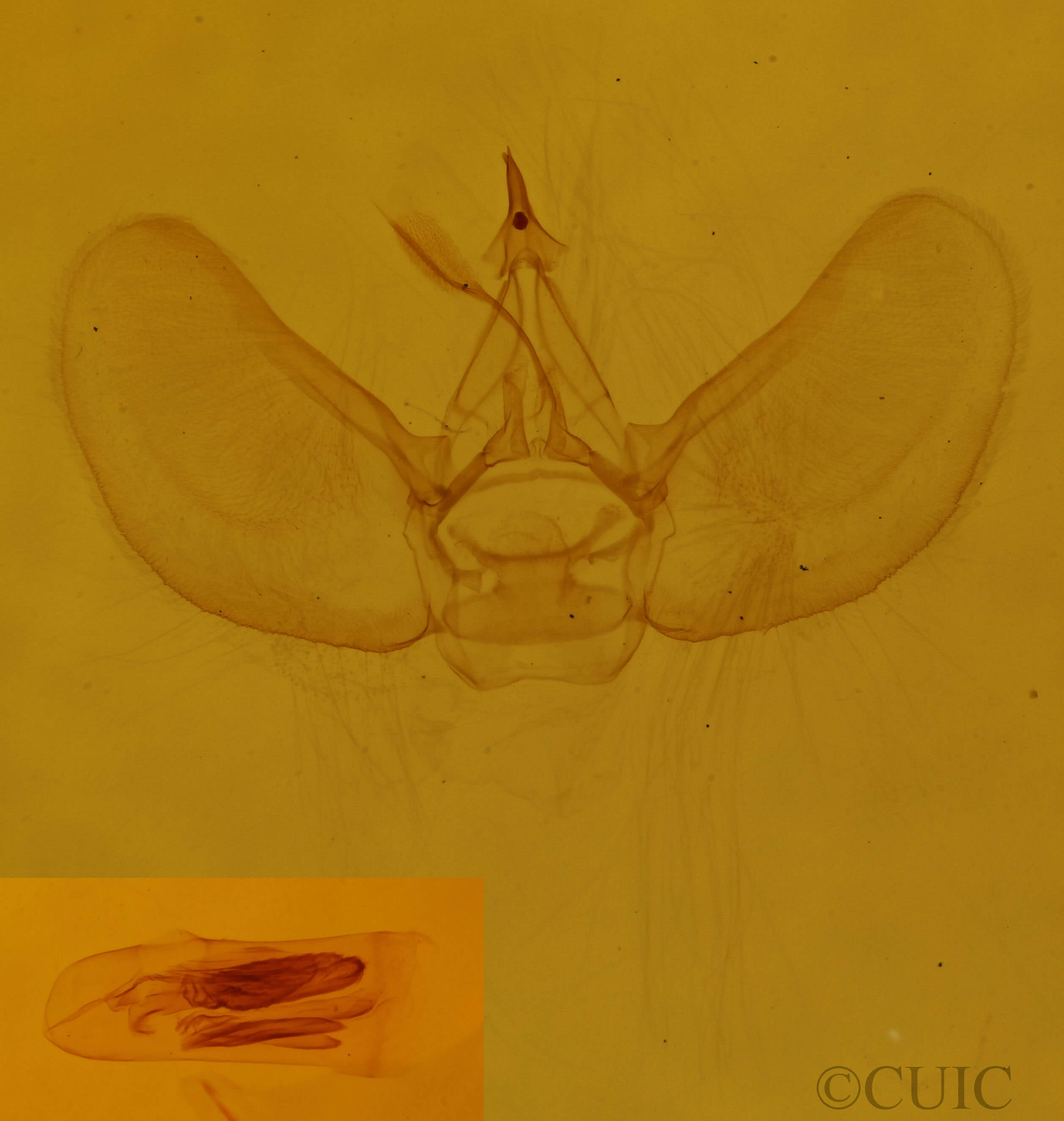 genitalia view of adult Eupithecia cimicifugata