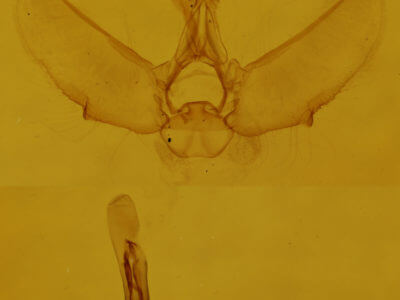 genitalia view of adult Eupithecia catalinata