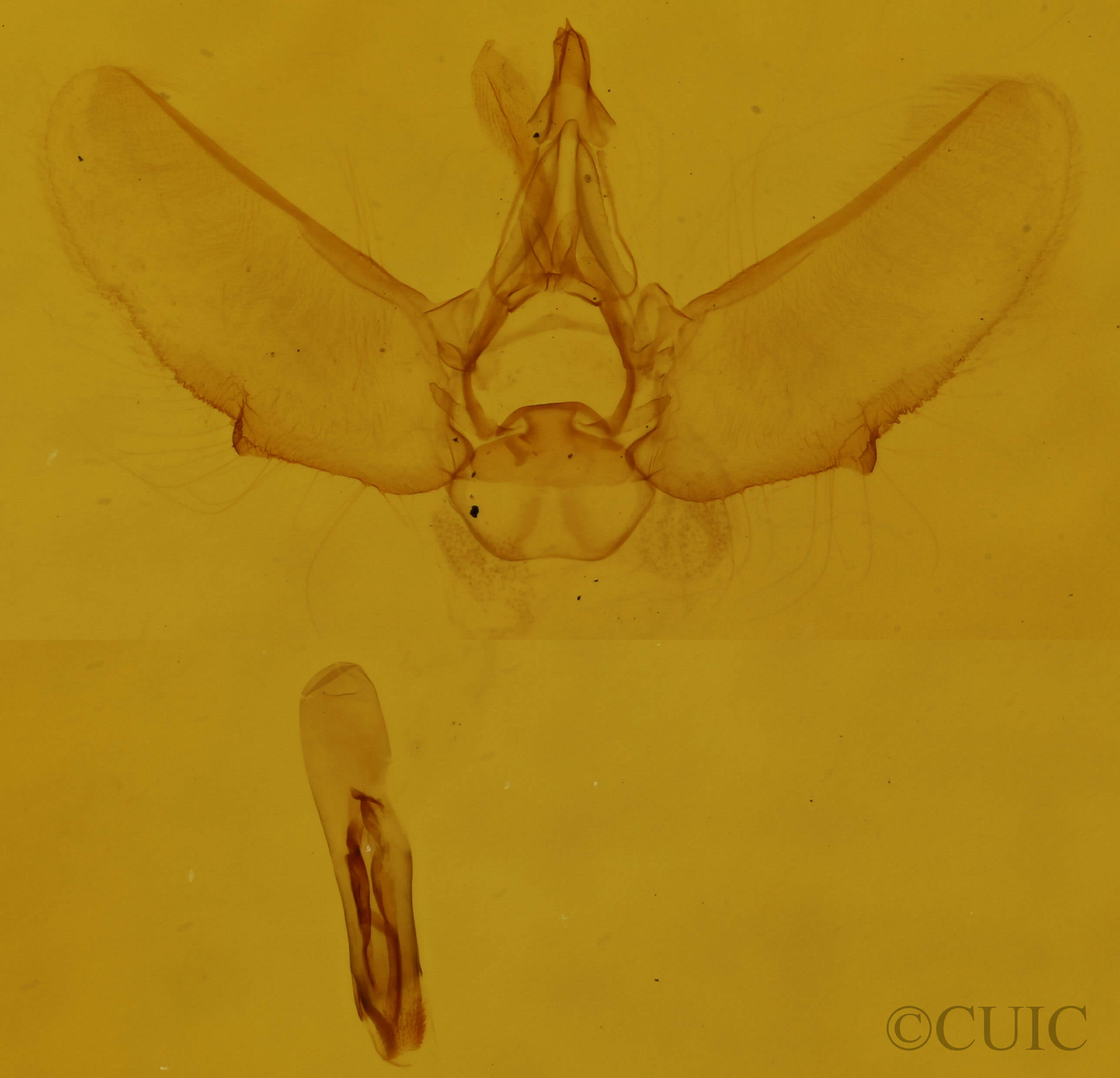 genitalia view of adult Eupithecia catalinata