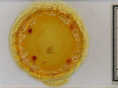 slide view of adult Eupithecia sp.