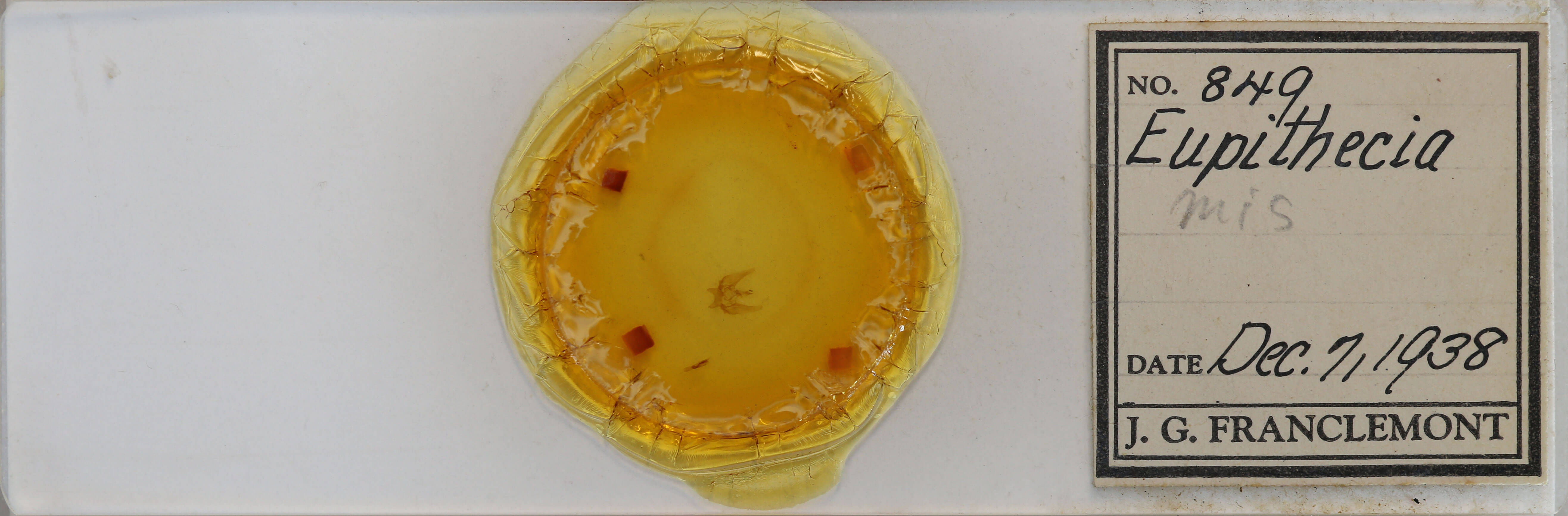 slide view of adult Eupithecia sp.