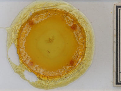 slide view of adult Eupithecia catalinata