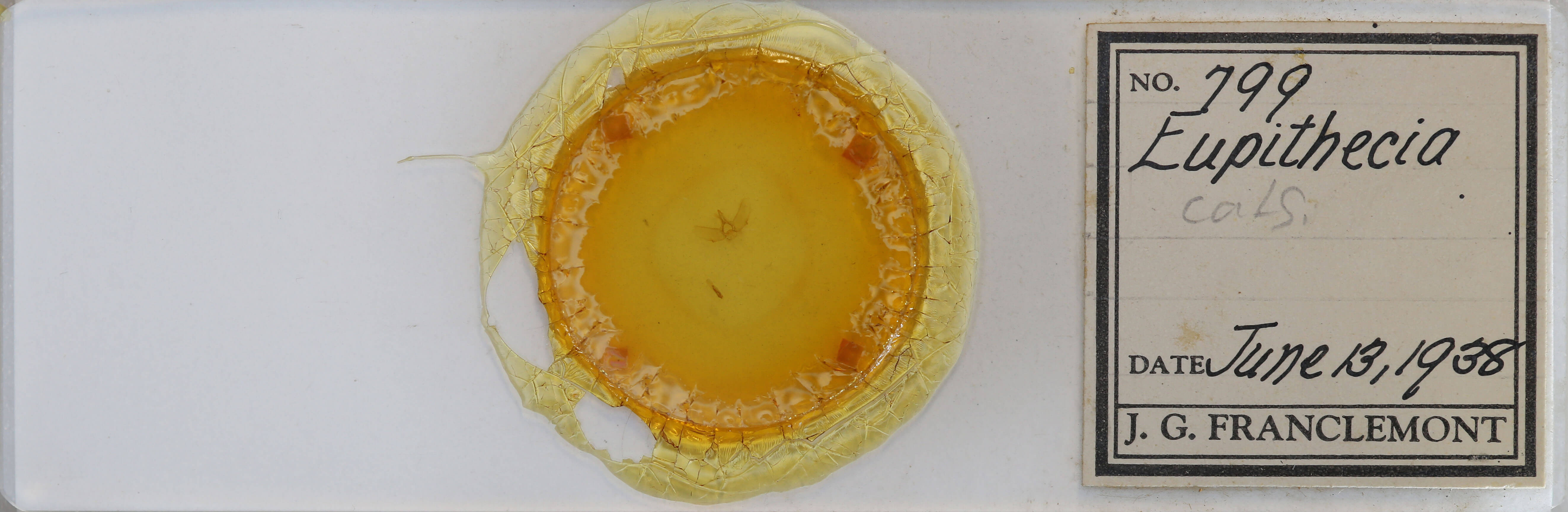 slide view of adult Eupithecia catalinata