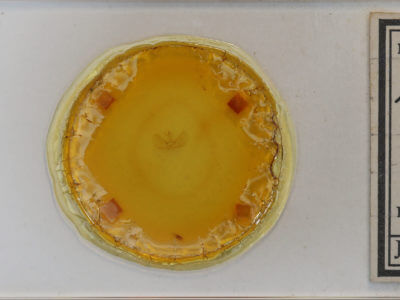 slide view of adult Eupithecia cimicifugata